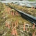 洋荷基地国内首家空运商户