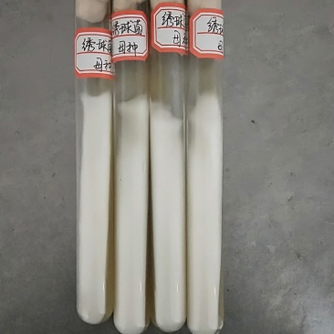 绣球菌，食用菌菌种母种原种栽培种菌丝活力强产量高