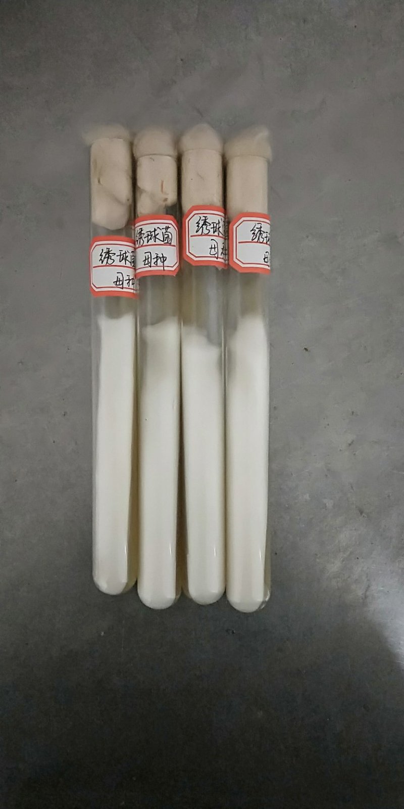 绣球菌，食用菌菌种母种原种栽培种菌丝活力强产量高