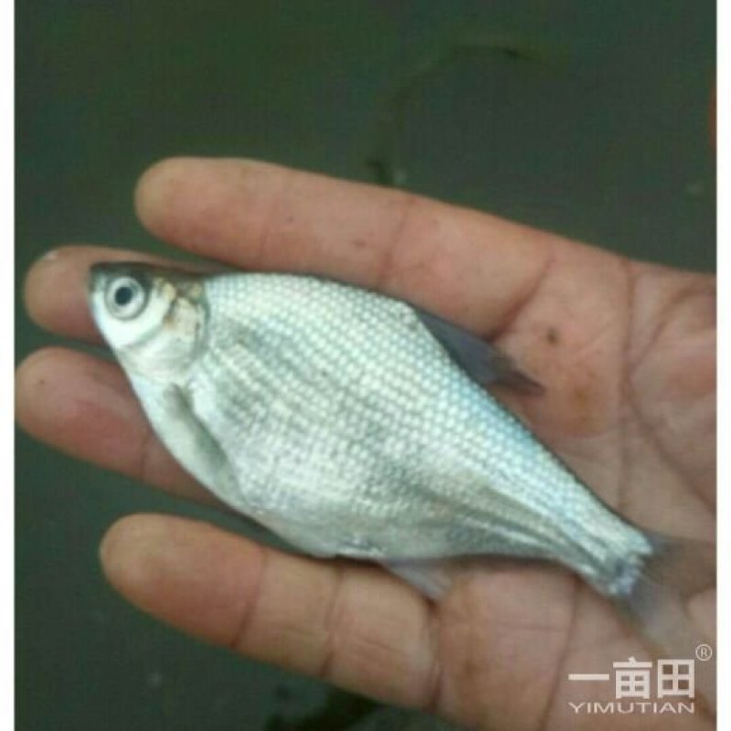 草鱼，青鱼，甲鱼。