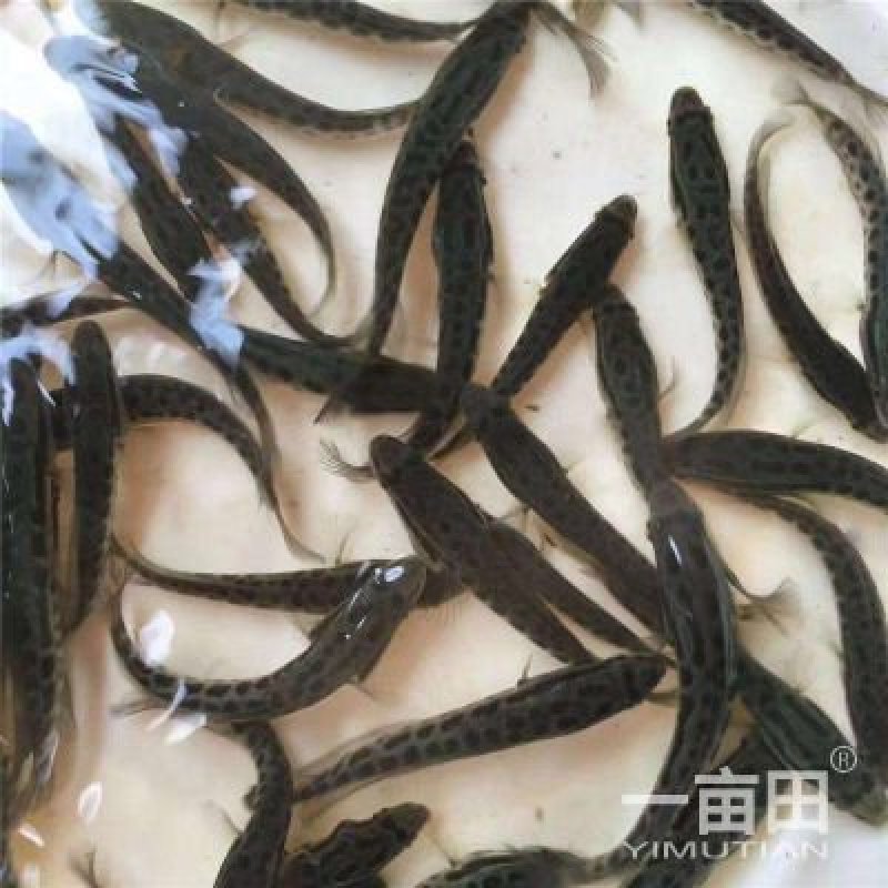 草鱼，青鱼，甲鱼。