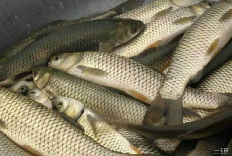 草鱼，青鱼，甲鱼。