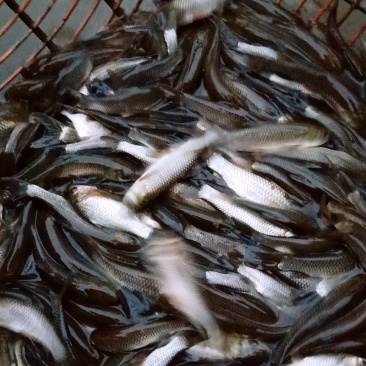 草鱼，青鱼，甲鱼。