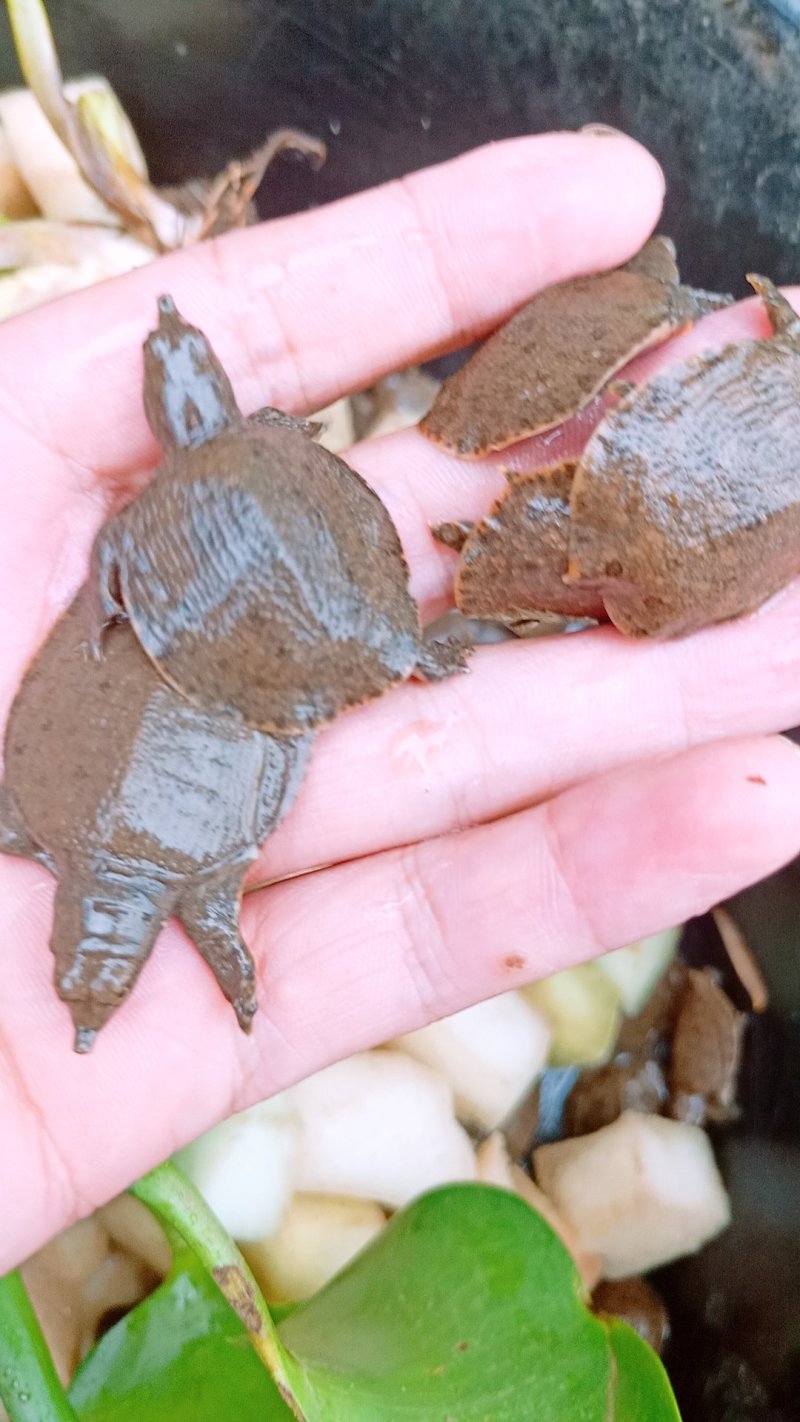 草鱼，青鱼，甲鱼。