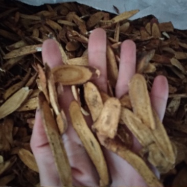 炙甘草