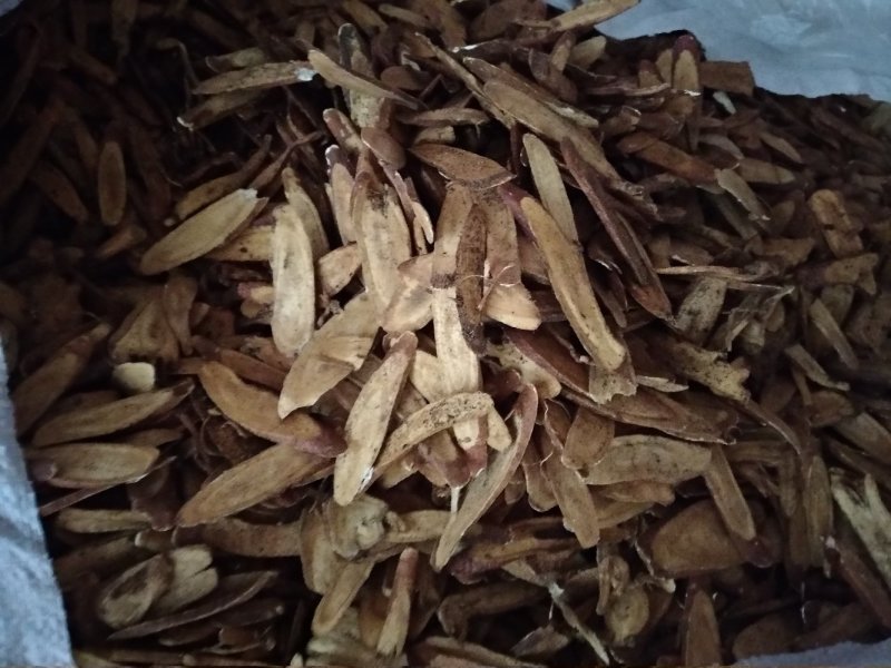 炙甘草