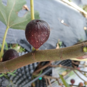 无花果苗波尔多