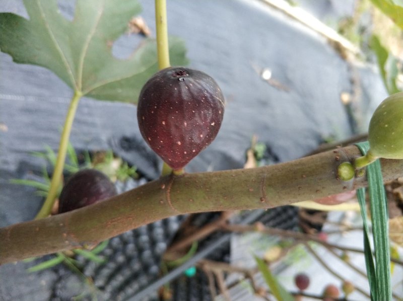 无花果苗波尔多