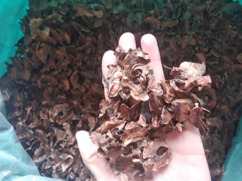 分心木