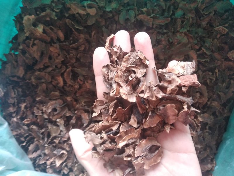 分心木