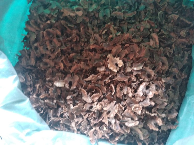 分心木