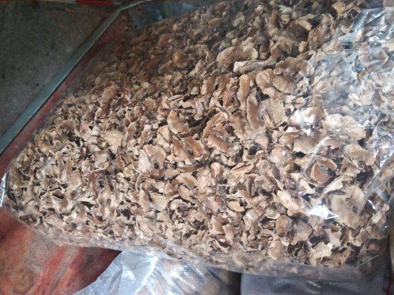 分心木