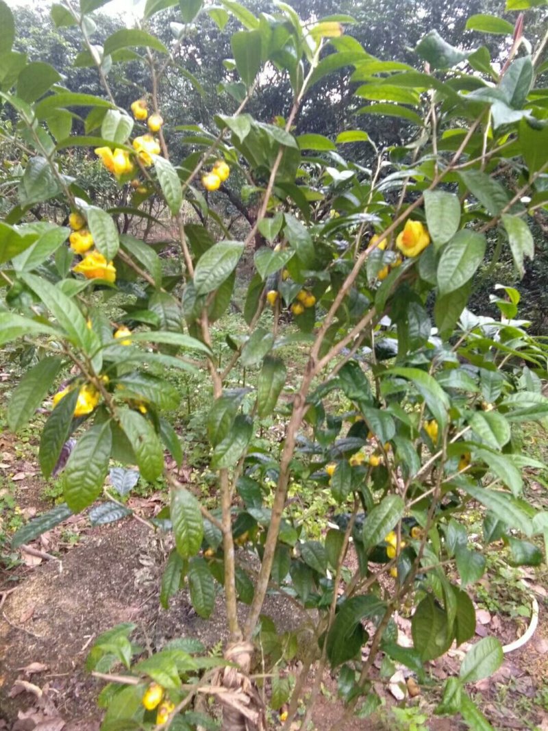 防城港金花茶自产自销深造加工烘干花每1斤300元