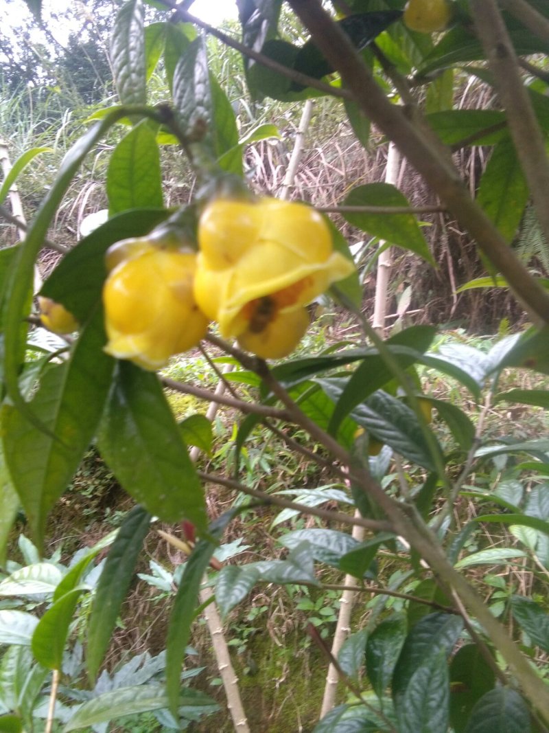 防城港金花茶自产自销深造加工烘干花每1斤300元