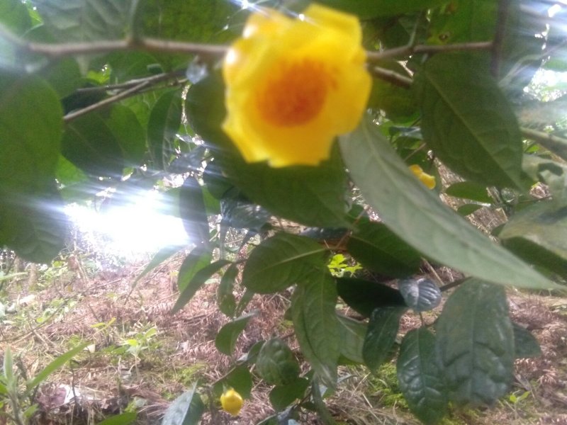 防城港金花茶自产自销深造加工烘干花每1斤300元