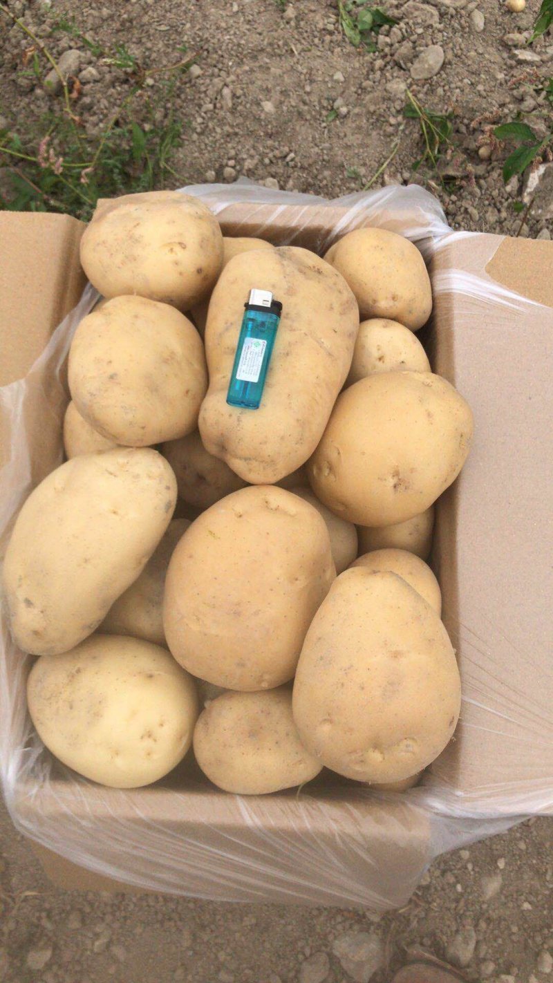 丽薯6号白皮~合作88红皮的
