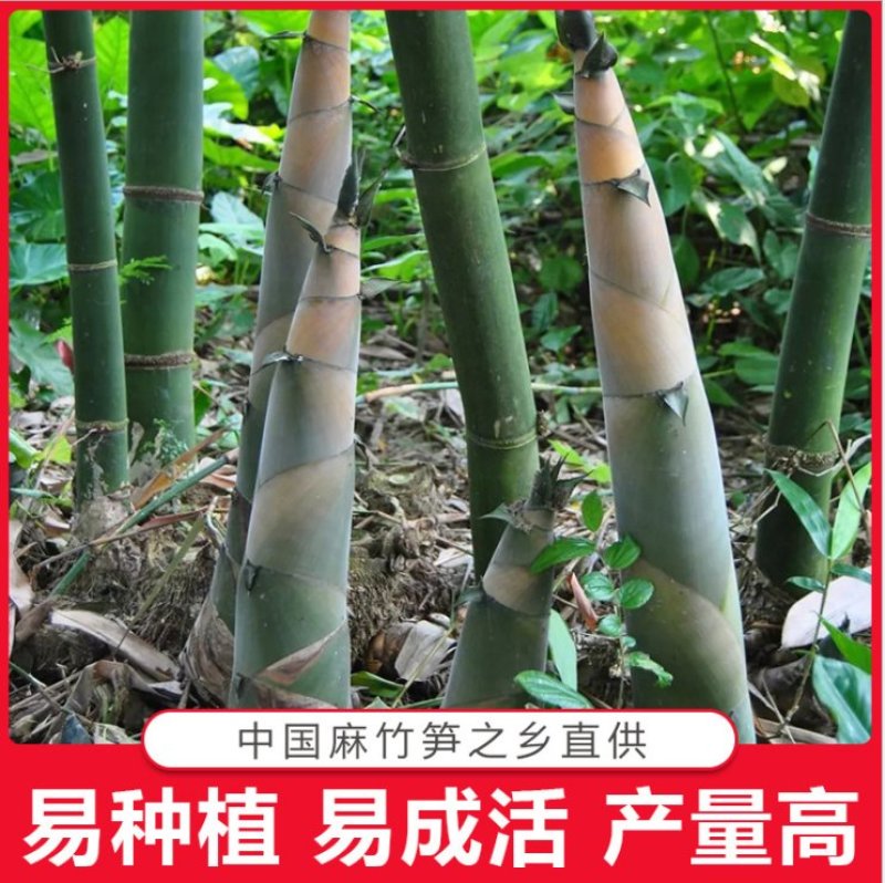 麻竹苗英德麻竹笋之乡优质台湾竹笋苗种殖户专用现挖甜竹苗