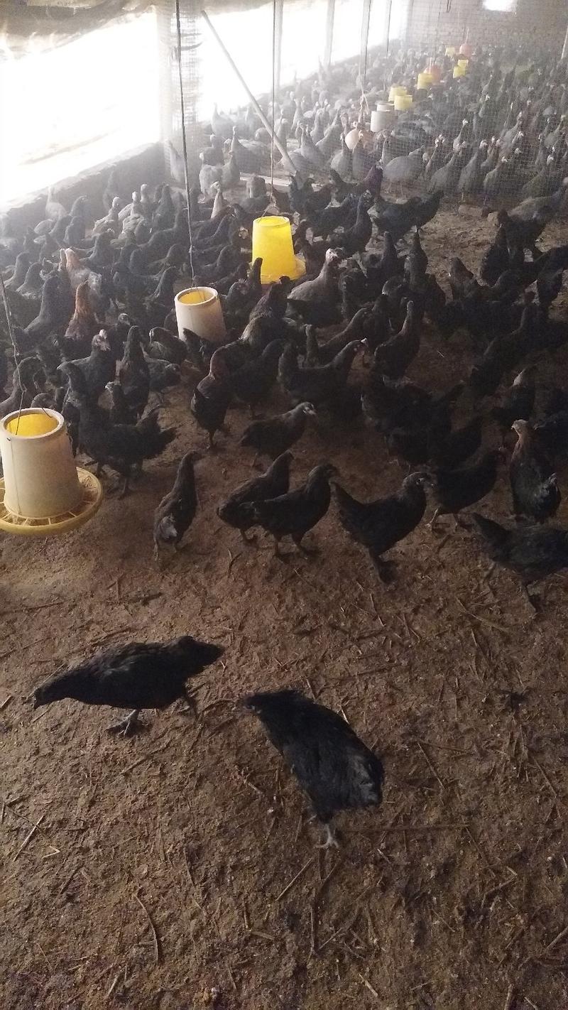 【精品推荐】山东半大五黑鸡质量保证大量上市中