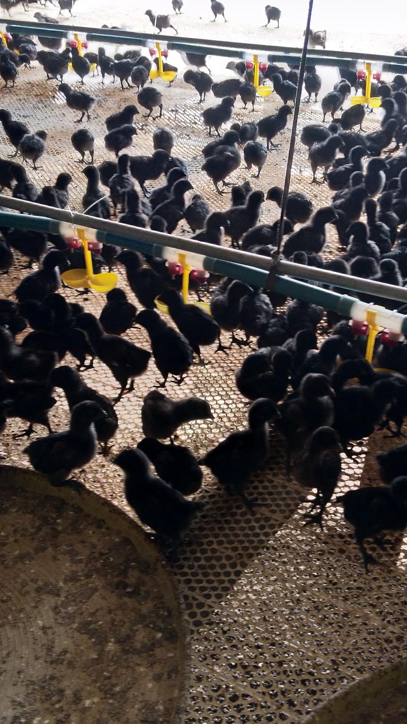 【精品推荐】山东半大五黑鸡质量保证大量上市中