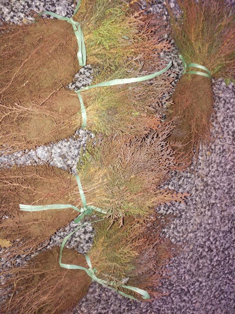 扁柏又叫侧柏可以嫁接龙柏做占木用可视频看货选货