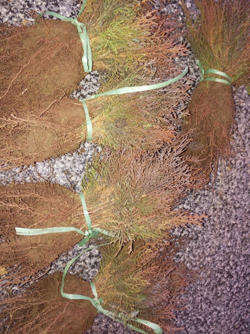 扁柏又叫侧柏可以嫁接龙柏做占木用可视频看货选货