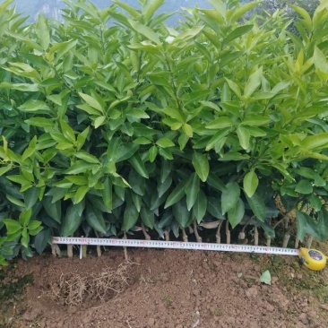 枳壳根头特级沃柑苗