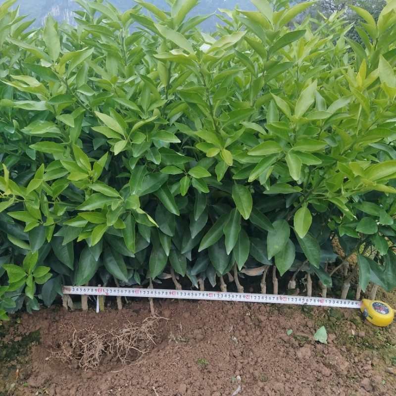 枳壳根头特级沃柑苗