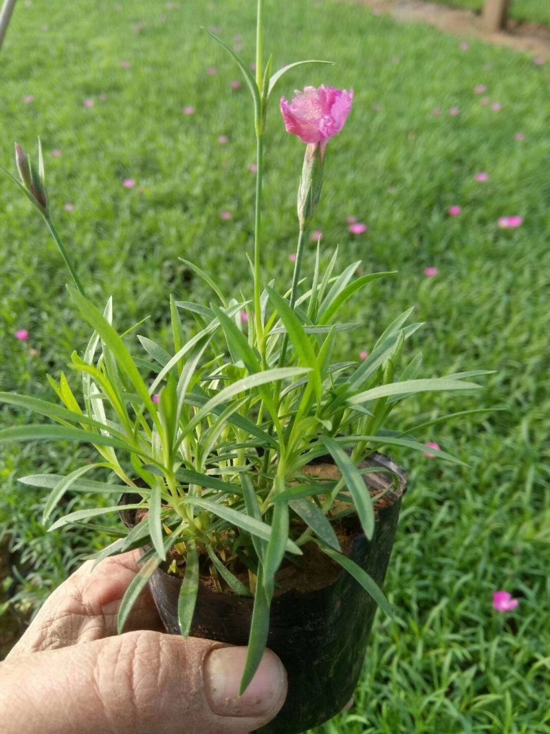 抗寒耐旱地毯式花海欧石竹