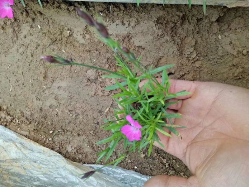 抗寒耐旱地毯式花海欧石竹