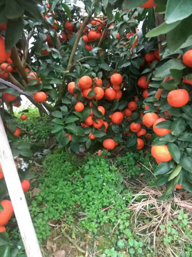晚熟沙糖枯