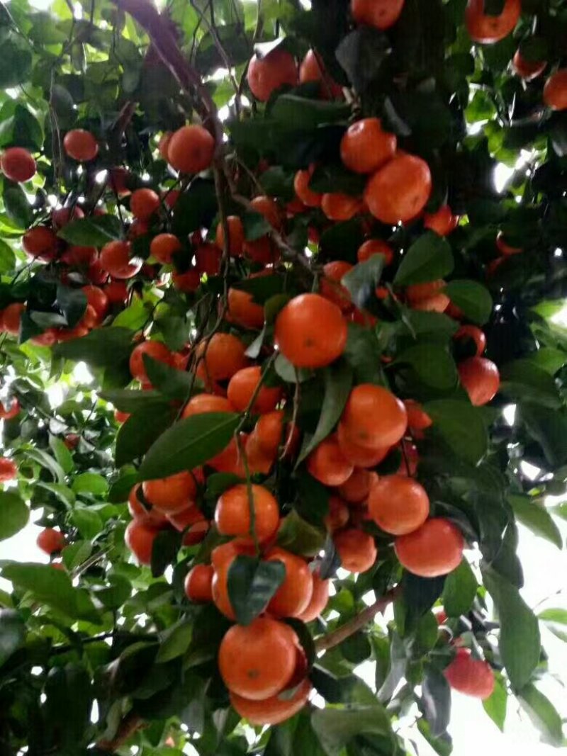 晚熟沙糖枯