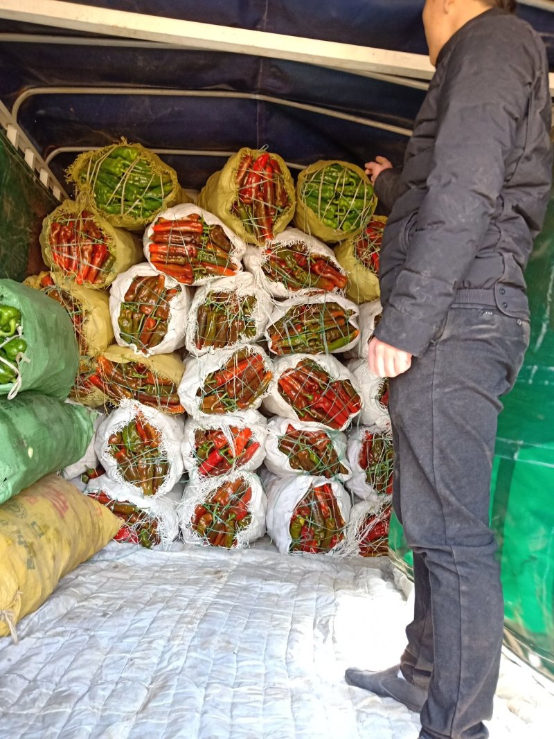 彩椒大量上市中，有要的老板请连系我