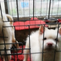 下司犬，小下司两个多月喜欢的来看看