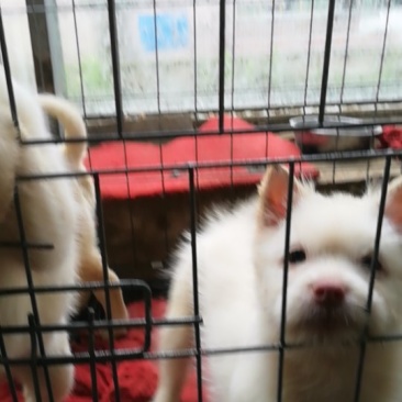 下司犬，小下司两个多月喜欢的来看看