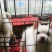 下司犬，小下司两个多月喜欢的来看看