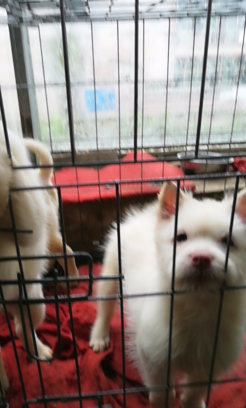 下司犬，小下司两个多月喜欢的来看看