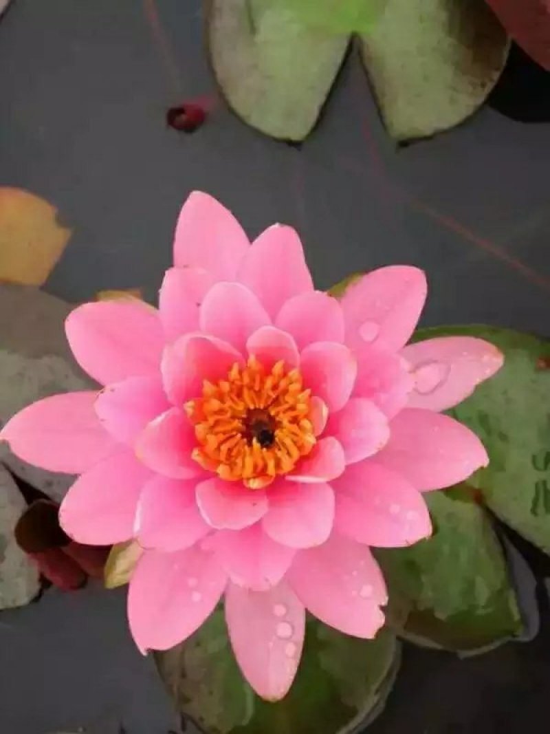 睡莲