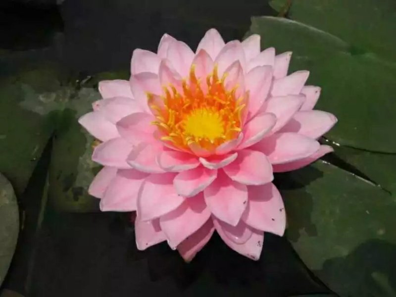 睡莲