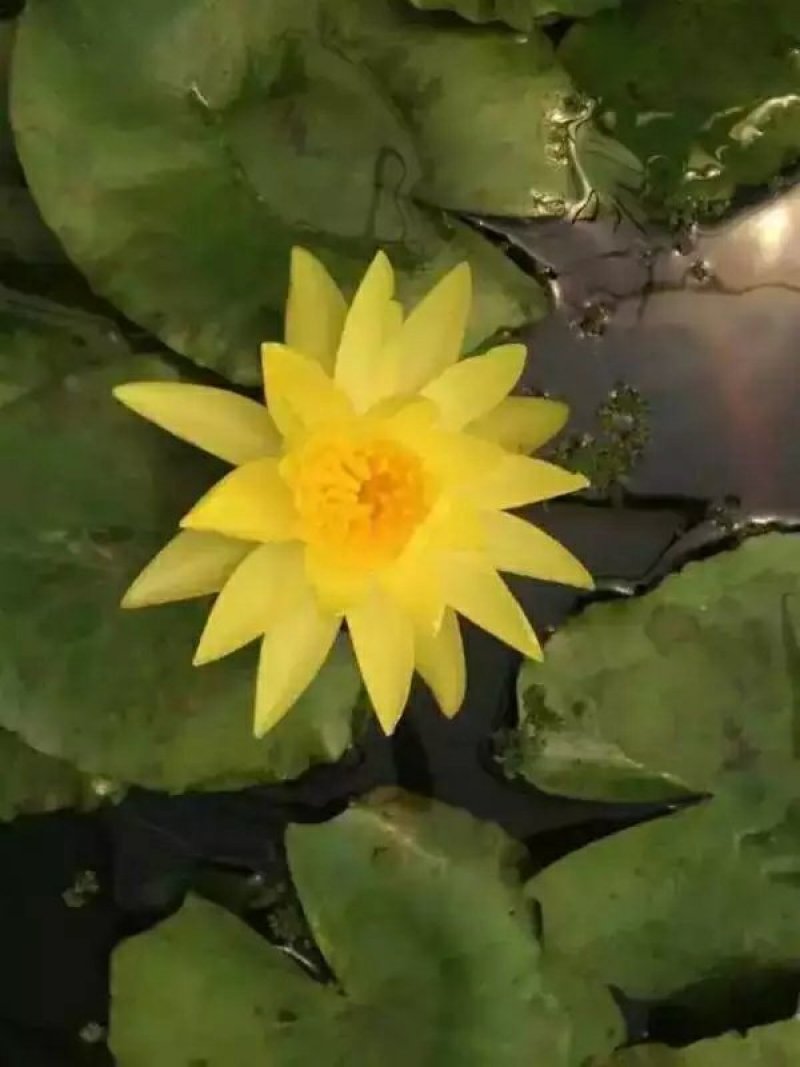 睡莲