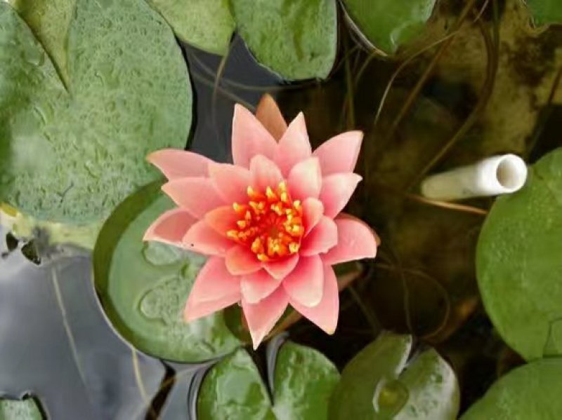 睡莲