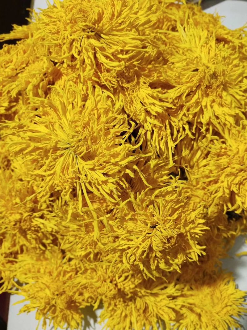 金丝皇菊