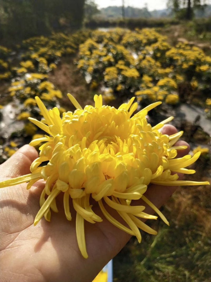 金丝皇菊