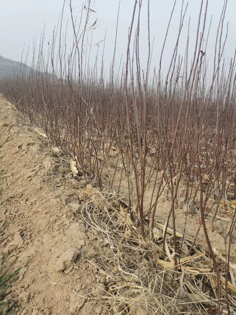 紫叶矮樱适合工程小区绿化0.5-10公分均有货