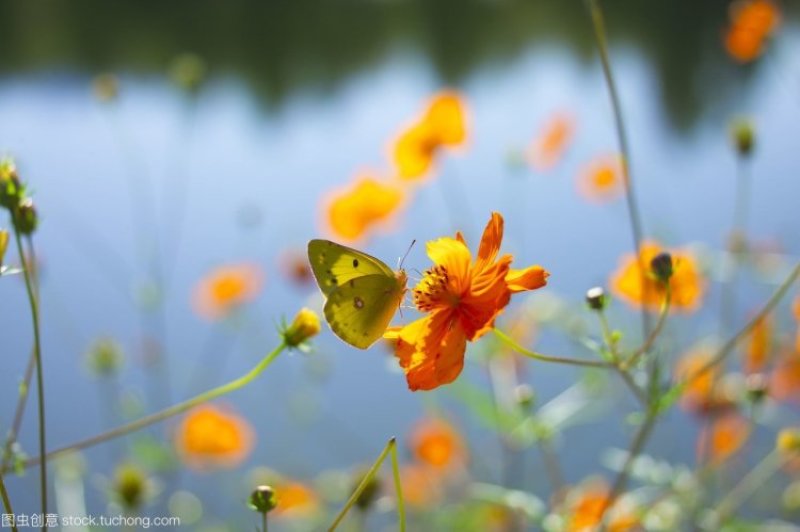 黄花波斯菊种子硫黄菊硫华菊种子黄芙蓉