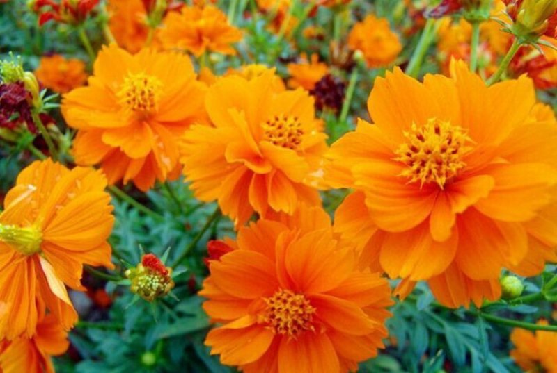 黄花波斯菊种子硫黄菊硫华菊种子黄芙蓉