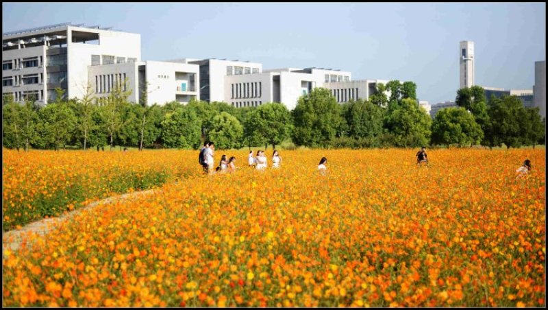 黄花波斯菊种子硫黄菊硫华菊种子黄芙蓉