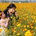黄花波斯菊种子硫黄菊硫华菊种子黄芙蓉