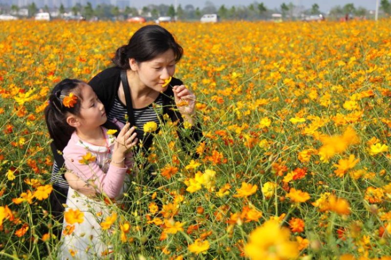 黄花波斯菊种子硫黄菊硫华菊种子黄芙蓉