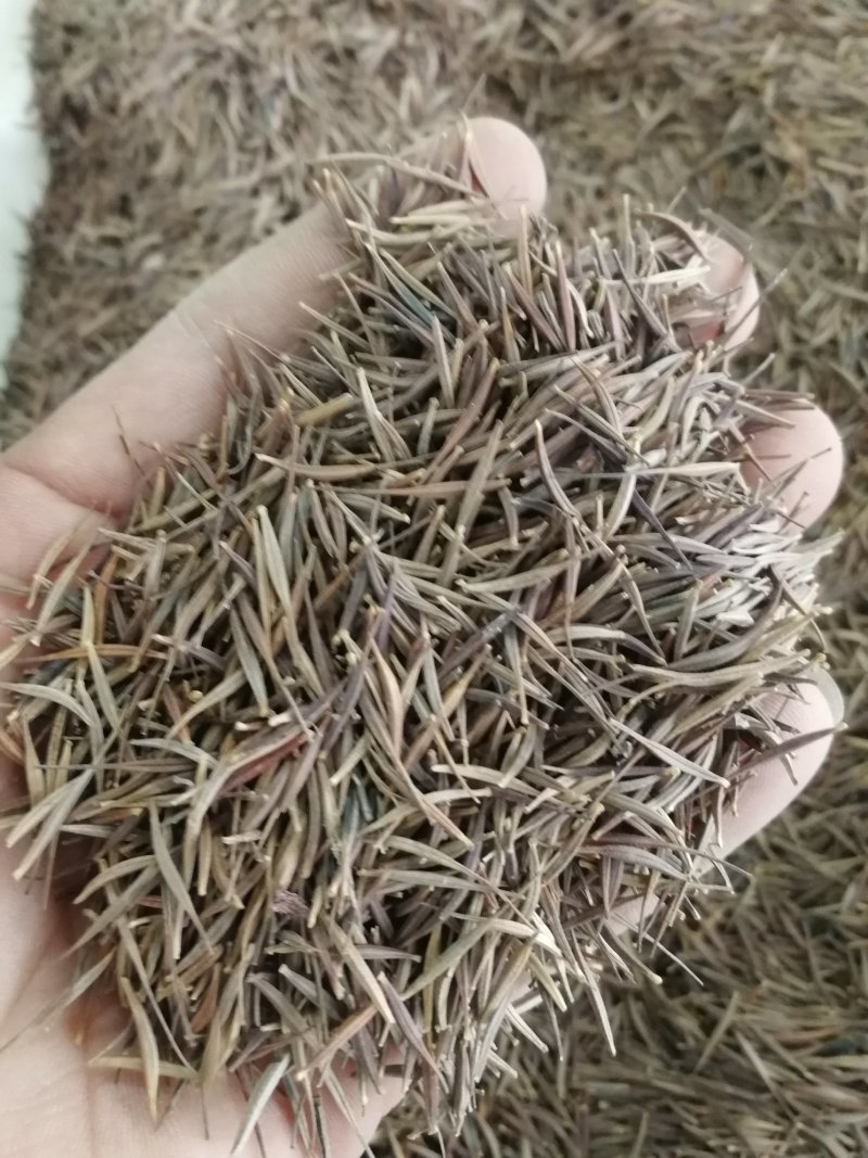 黄花波斯菊种子硫黄菊硫华菊种子黄芙蓉