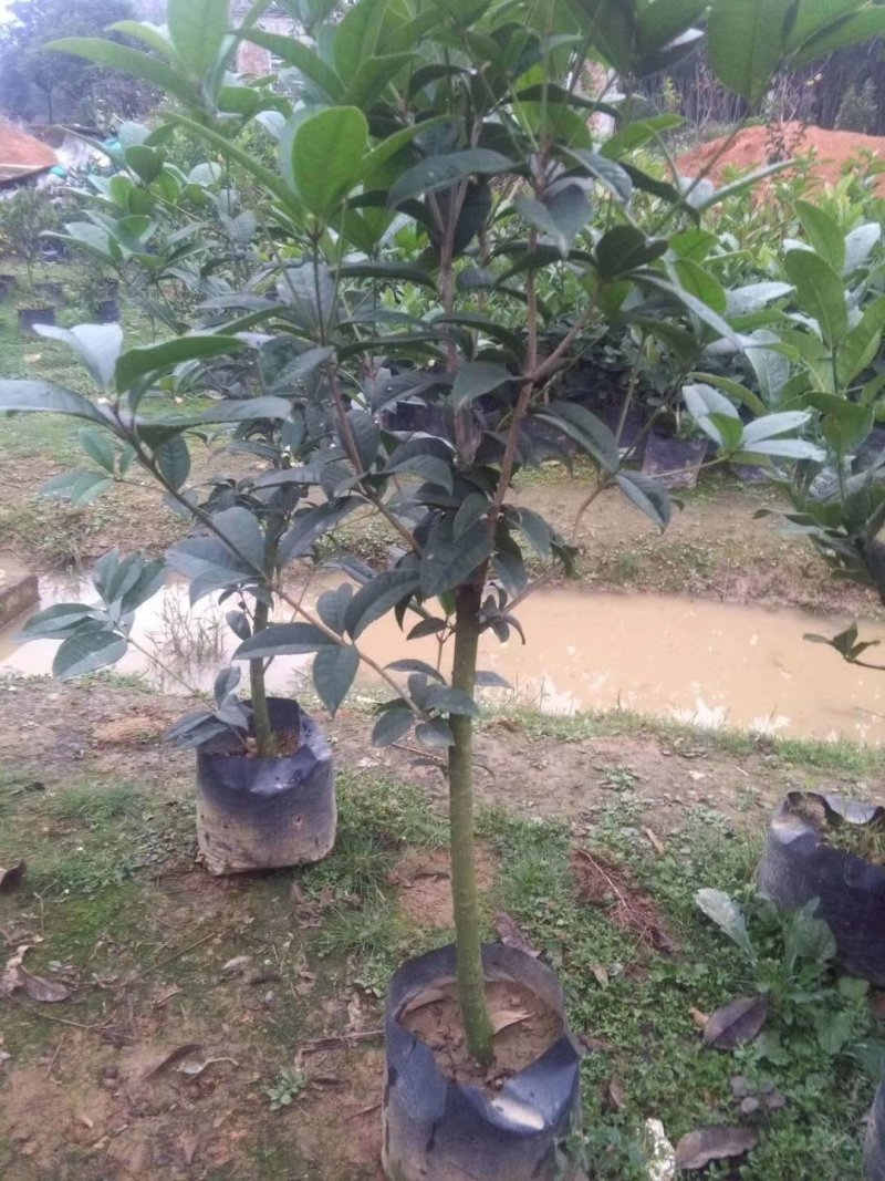 桂花苗需要的老板多多联系